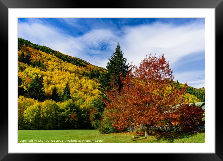 Forest with autumn leaves in Arrowtown, New Zealand Framed Mounted Print by Chun Ju Wu