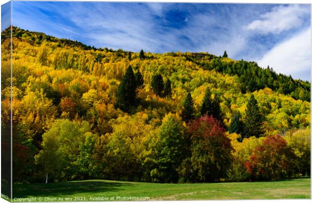 Forest with autumn leaves in Arrowtown, New Zealand Canvas Print by Chun Ju Wu