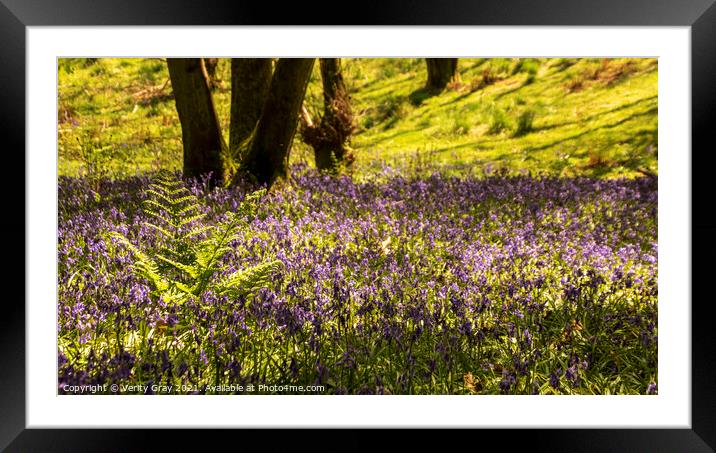 Blluebell Woods Framed Mounted Print by Verity Gray
