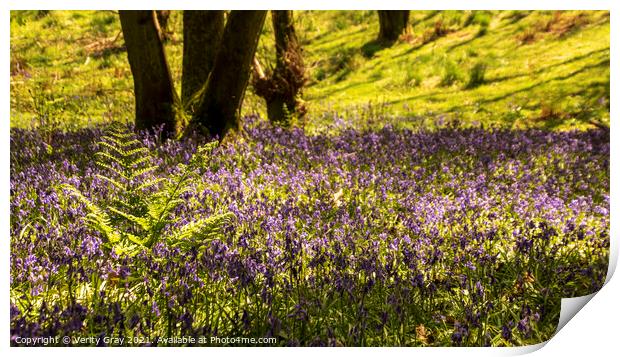 Blluebell Woods Print by Verity Gray