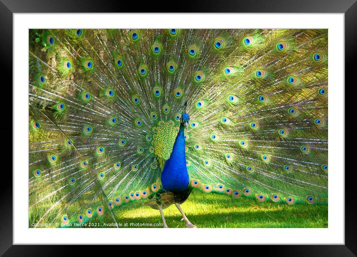 Peacock Displaying Framed Mounted Print by Brian Pierce