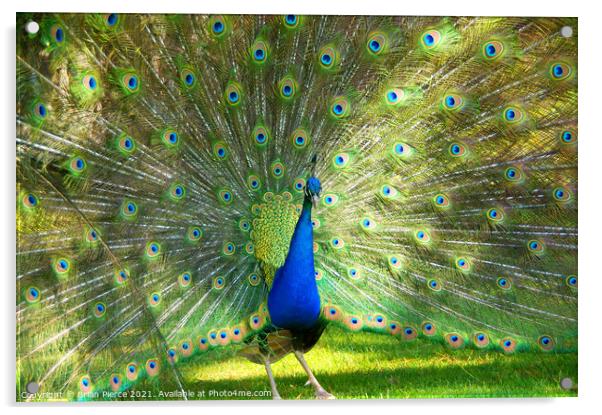 Peacock Displaying Acrylic by Brian Pierce