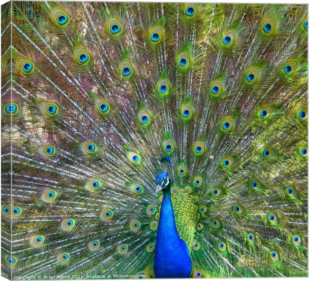 Peacock Displaying Canvas Print by Brian Pierce