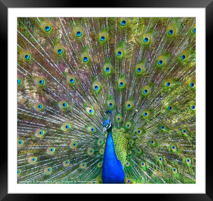 Peacock Displaying Framed Mounted Print by Brian Pierce