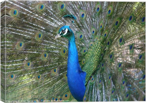 Peacock Displaying  Canvas Print by Brian Pierce