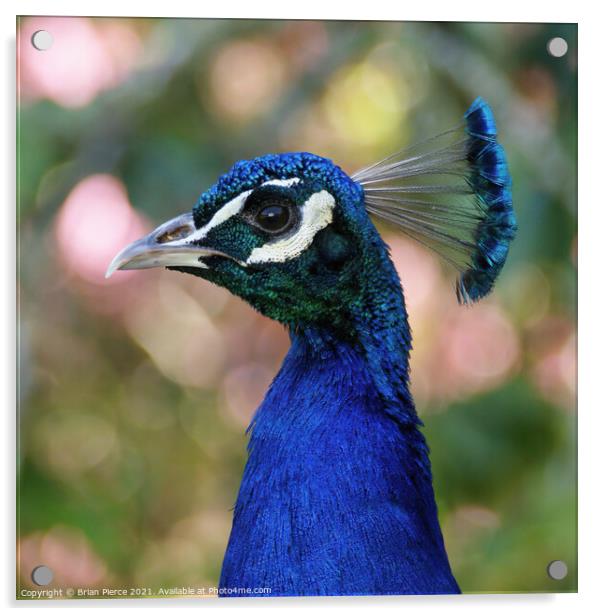 A close up a Peacock Acrylic by Brian Pierce