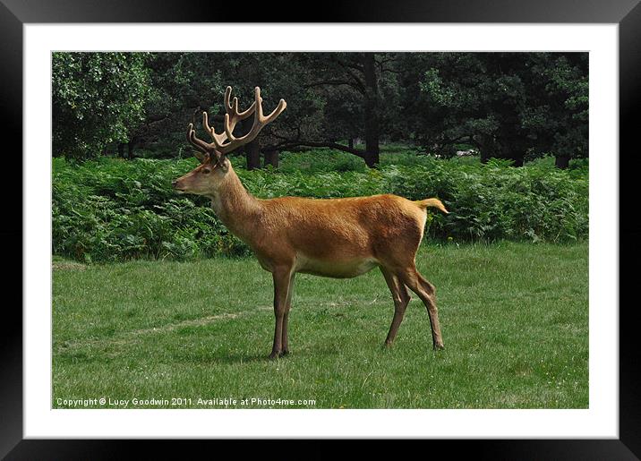 Red Deer Framed Mounted Print by Lucy Goodwin