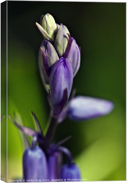bluebell Canvas Print by Verity Gray