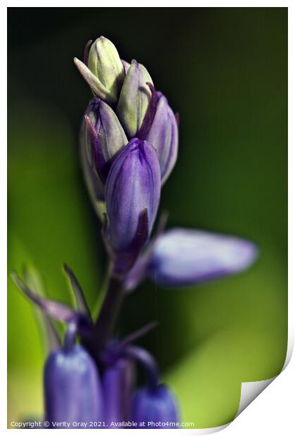 bluebell Print by Verity Gray
