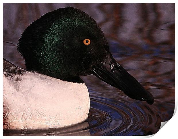 The Shoveler Duck Print by Trevor White