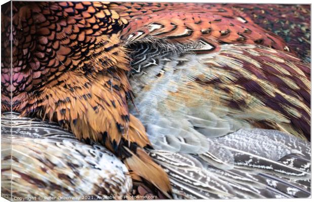 Cock Pheasant Feathers Canvas Print by Peter Greenway