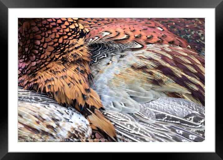 Cock Pheasant Feathers Framed Mounted Print by Peter Greenway