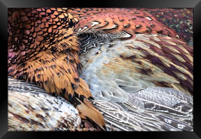 Cock Pheasant Feathers Framed Print by Peter Greenway