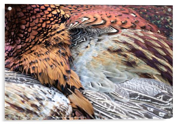 Cock Pheasant Feathers Acrylic by Peter Greenway