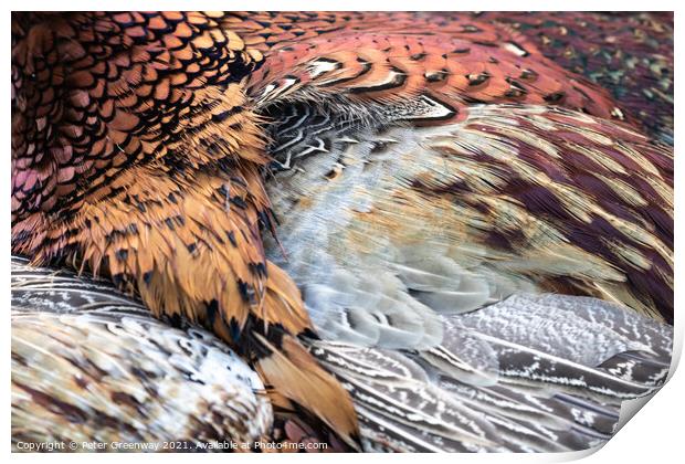 Cock Pheasant Feathers Print by Peter Greenway