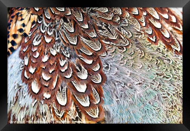 Colourful Pheasant Feathers Framed Print by Peter Greenway
