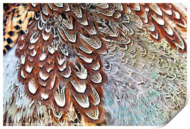 Colourful Pheasant Feathers Print by Peter Greenway