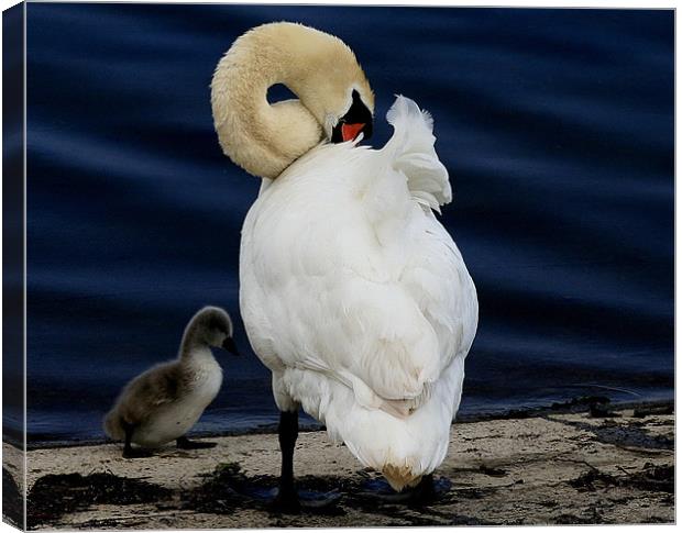 Mother And Baby Canvas Print by Trevor White