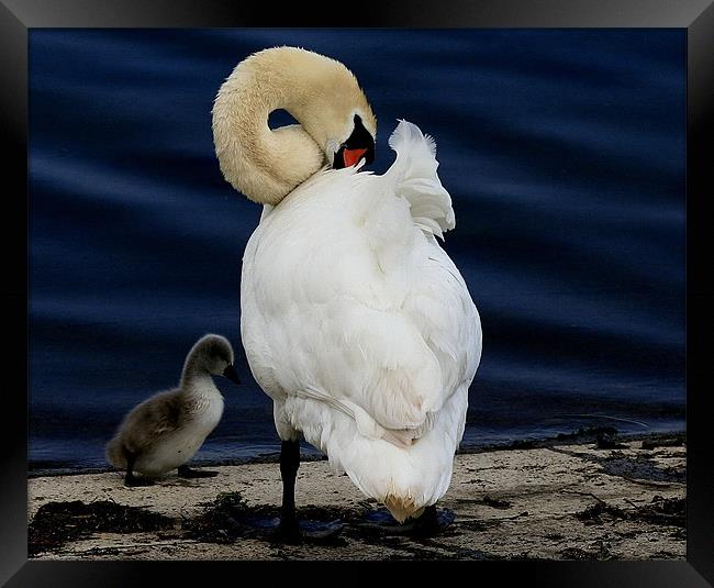 Mother And Baby Framed Print by Trevor White