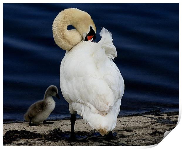 Mother And Baby Print by Trevor White