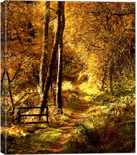 Woodland Walk Canvas Print by Mark Pritchard