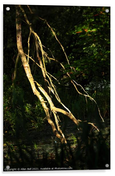 Fallen Dead Branch Sunlit Acrylic by Allan Bell