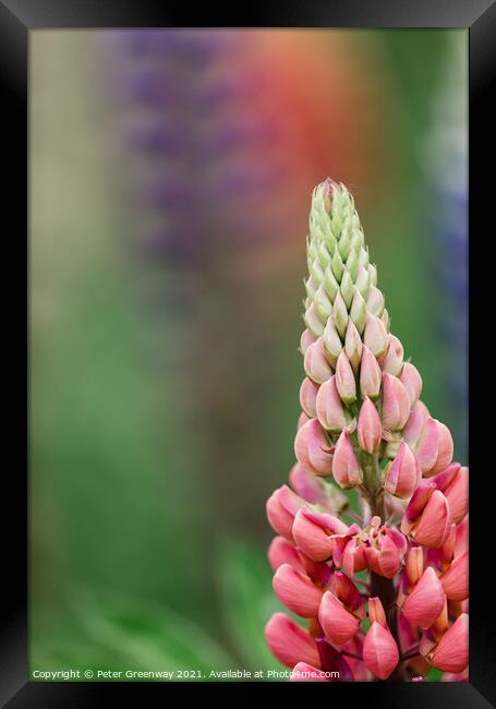 'Gallery Pink' Lupins In A Flower Border At Rousha Framed Print by Peter Greenway