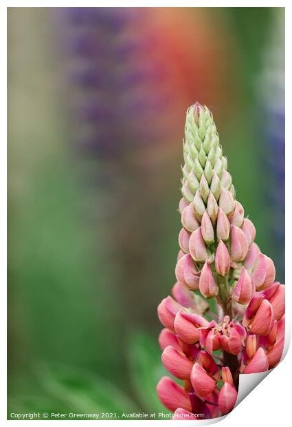 'Gallery Pink' Lupins In A Flower Border At Rousha Print by Peter Greenway