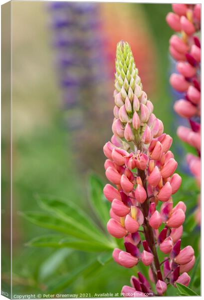 'Gallery Pink' Lupins In A Flower Border At Rousha Canvas Print by Peter Greenway