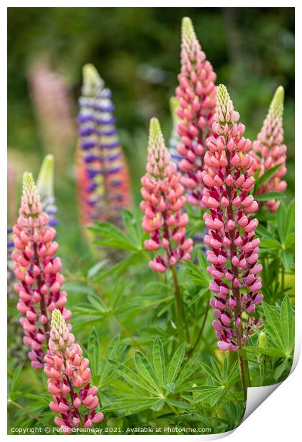 'Gallery Pink' Lupins In A Flower Border At Rousha Print by Peter Greenway