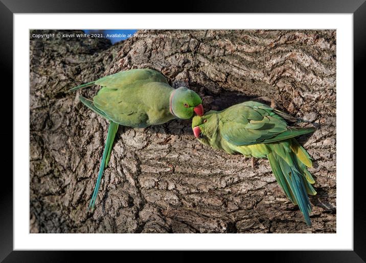 Parakeet lovers Framed Mounted Print by Kevin White