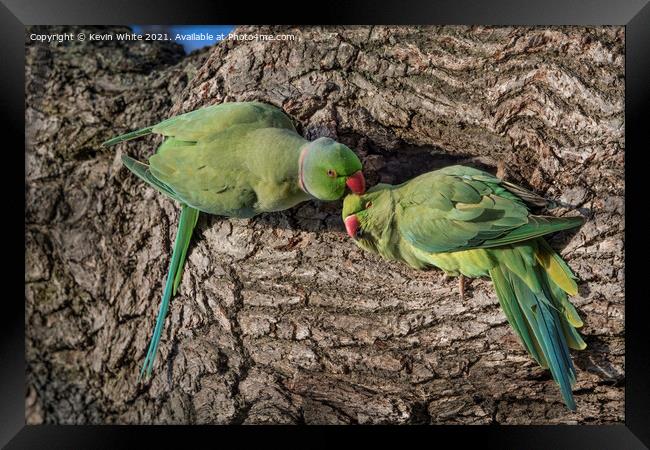 Parakeet lovers Framed Print by Kevin White