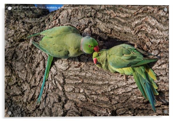 Parakeet lovers Acrylic by Kevin White