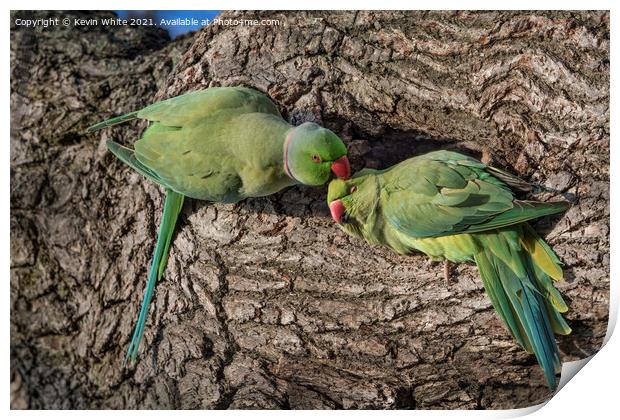 Parakeet lovers Print by Kevin White