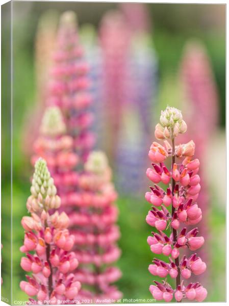 Red Lupins In The Flower Borders Of Hidcote Manor  Canvas Print by Peter Greenway