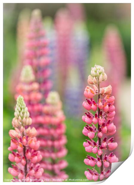 Red Lupins In The Flower Borders Of Hidcote Manor  Print by Peter Greenway