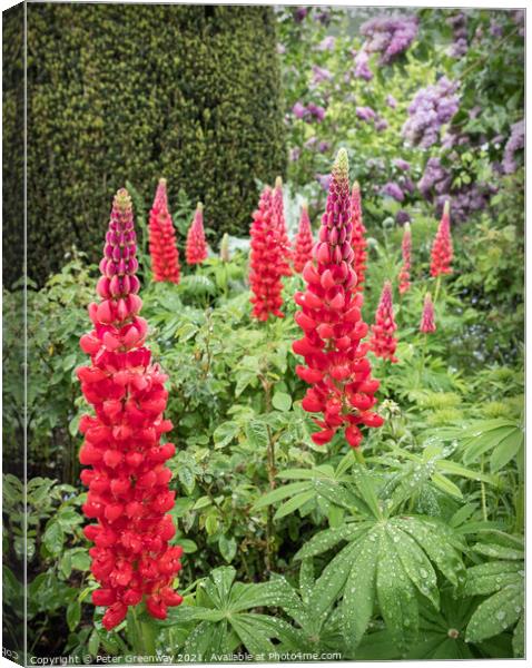 Red Lupins In The Flower Borders Of Hidcote Manor & Gardens Canvas Print by Peter Greenway