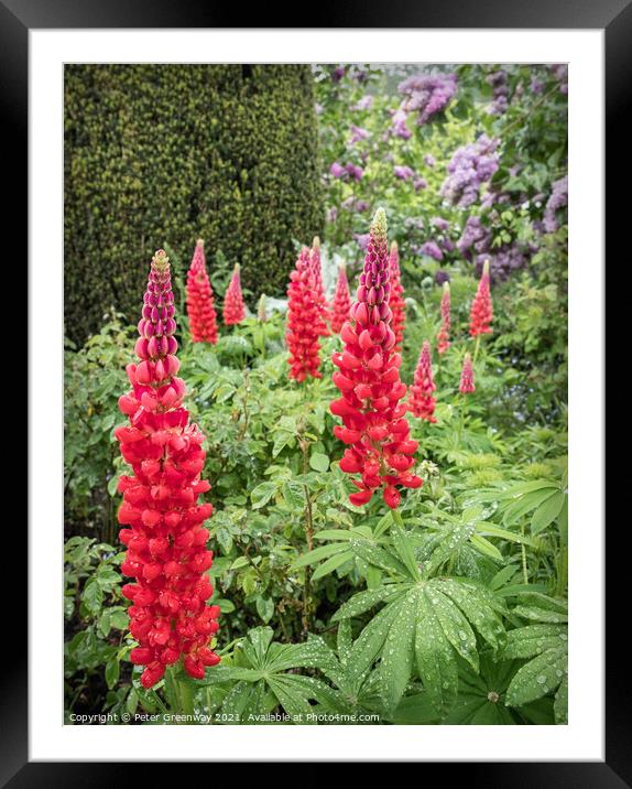 Red Lupins In The Flower Borders Of Hidcote Manor & Gardens Framed Mounted Print by Peter Greenway