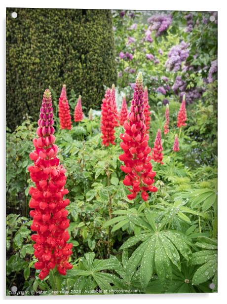 Red Lupins In The Flower Borders Of Hidcote Manor & Gardens Acrylic by Peter Greenway