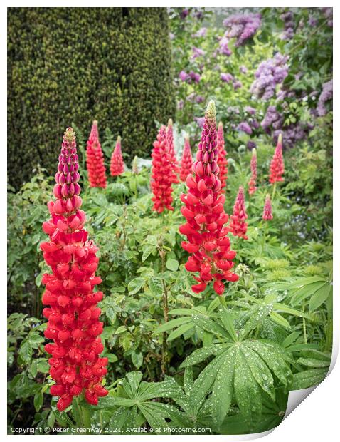Red Lupins In The Flower Borders Of Hidcote Manor & Gardens Print by Peter Greenway