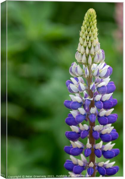 Mauve & White Lupin ( Lupinus 'Persian Slipper' )  Canvas Print by Peter Greenway