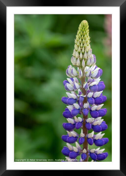 Mauve & White Lupin ( Lupinus 'Persian Slipper' )  Framed Mounted Print by Peter Greenway