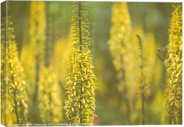 Golden Rod 'Dicotyledon' At Hidcote Gardens Canvas Print by Peter Greenway