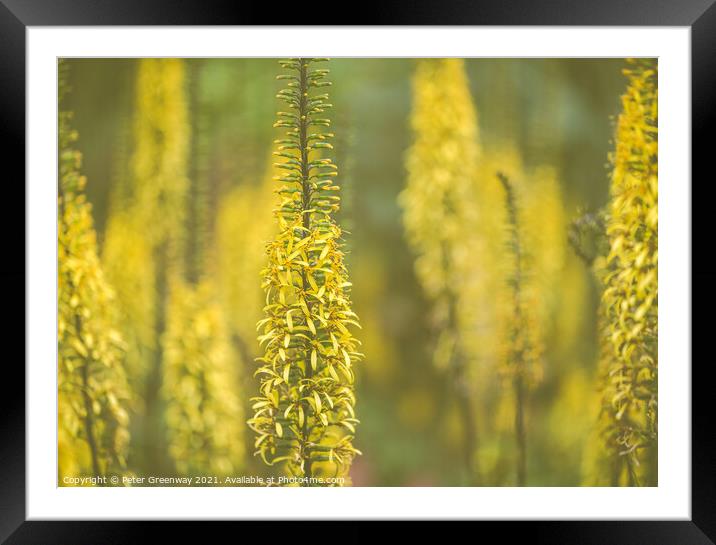 Golden Rod 'Dicotyledon' At Hidcote Gardens Framed Mounted Print by Peter Greenway