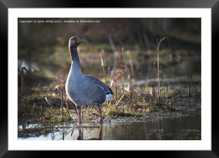 Greylag goose Framed Mounted Print by Kevin White
