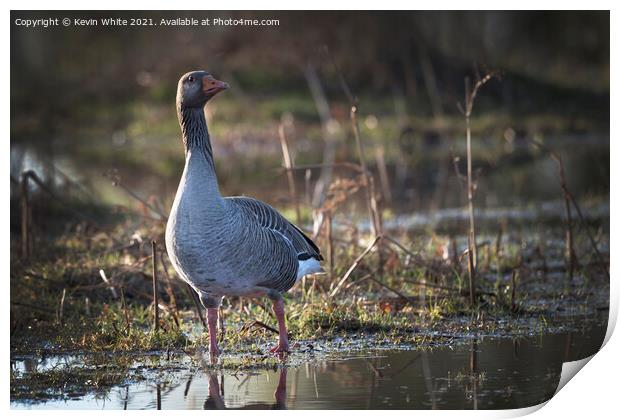 Greylag goose Print by Kevin White