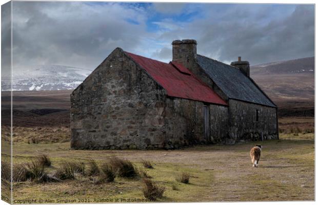 Old croft and Border Collie Canvas Print by Alan Simpson
