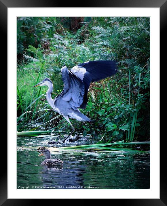 Heron landing in a river Framed Mounted Print by Liann Whorwood