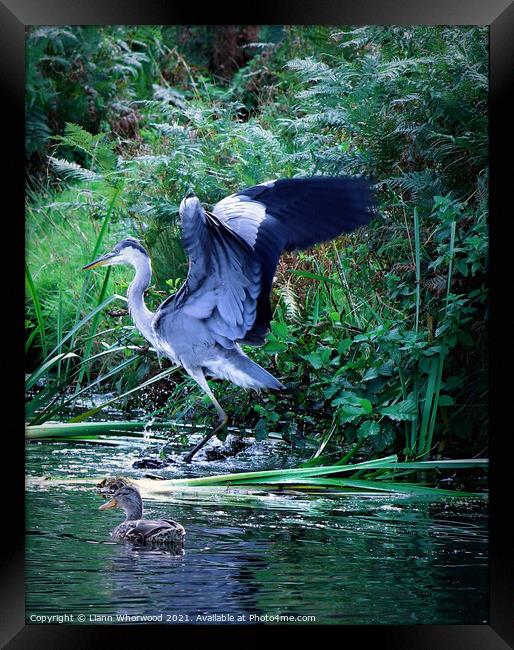 Heron landing in a river Framed Print by Liann Whorwood