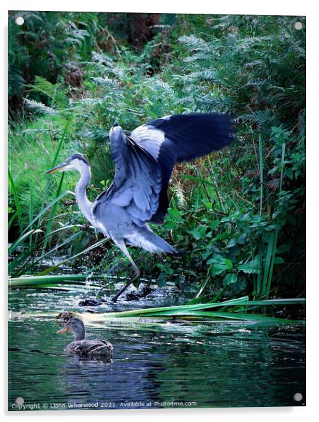 Heron landing in a river Acrylic by Liann Whorwood